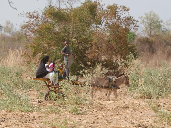 <h3><a href="/trips/gambia/biota/animalia/chordata/mammalia/perissodactyla/equidae/equus asinus/equus asinus-nl.html">Equus&nbsp;asinus</a> / Ass / Ezel</h3>OM-1 Mark II met OLYMPUS M.150-400mm F4.5 TC, 1/2000 sec  bij F5.6, ISO 800, afstand 76.1&nbsp;m